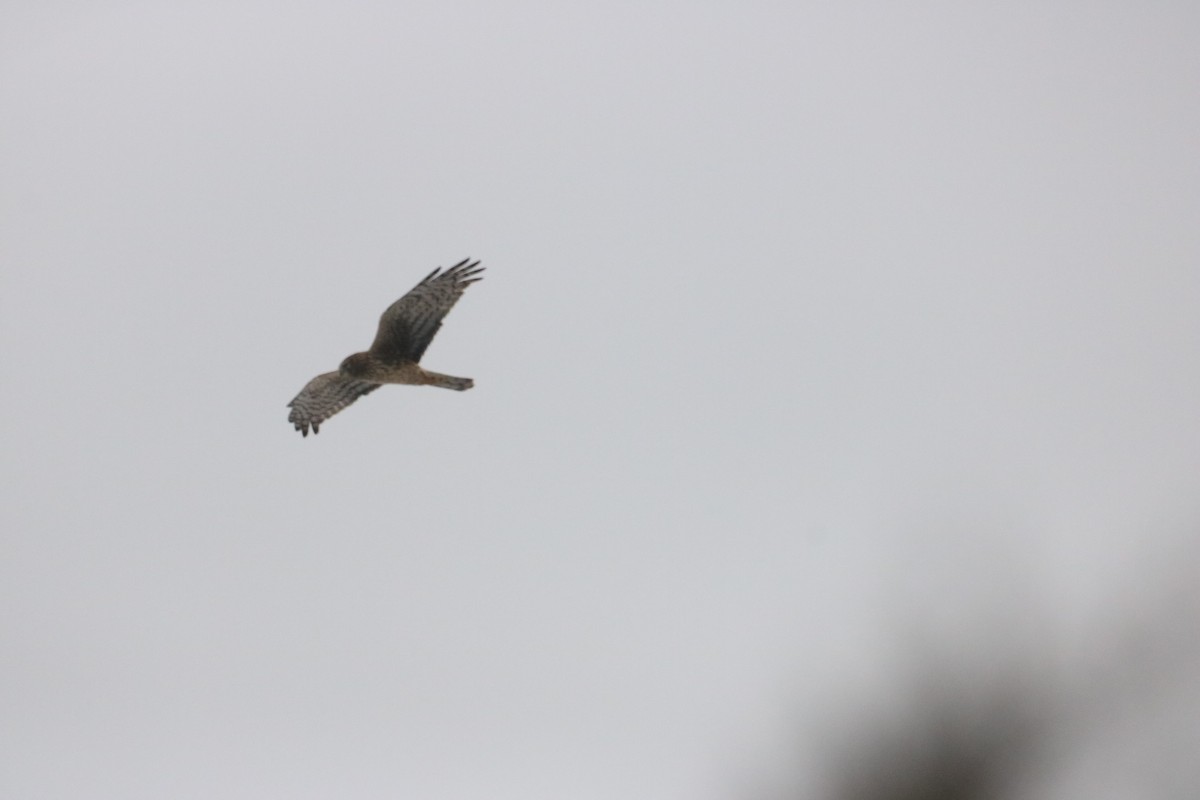 Northern Harrier - Chris Daly