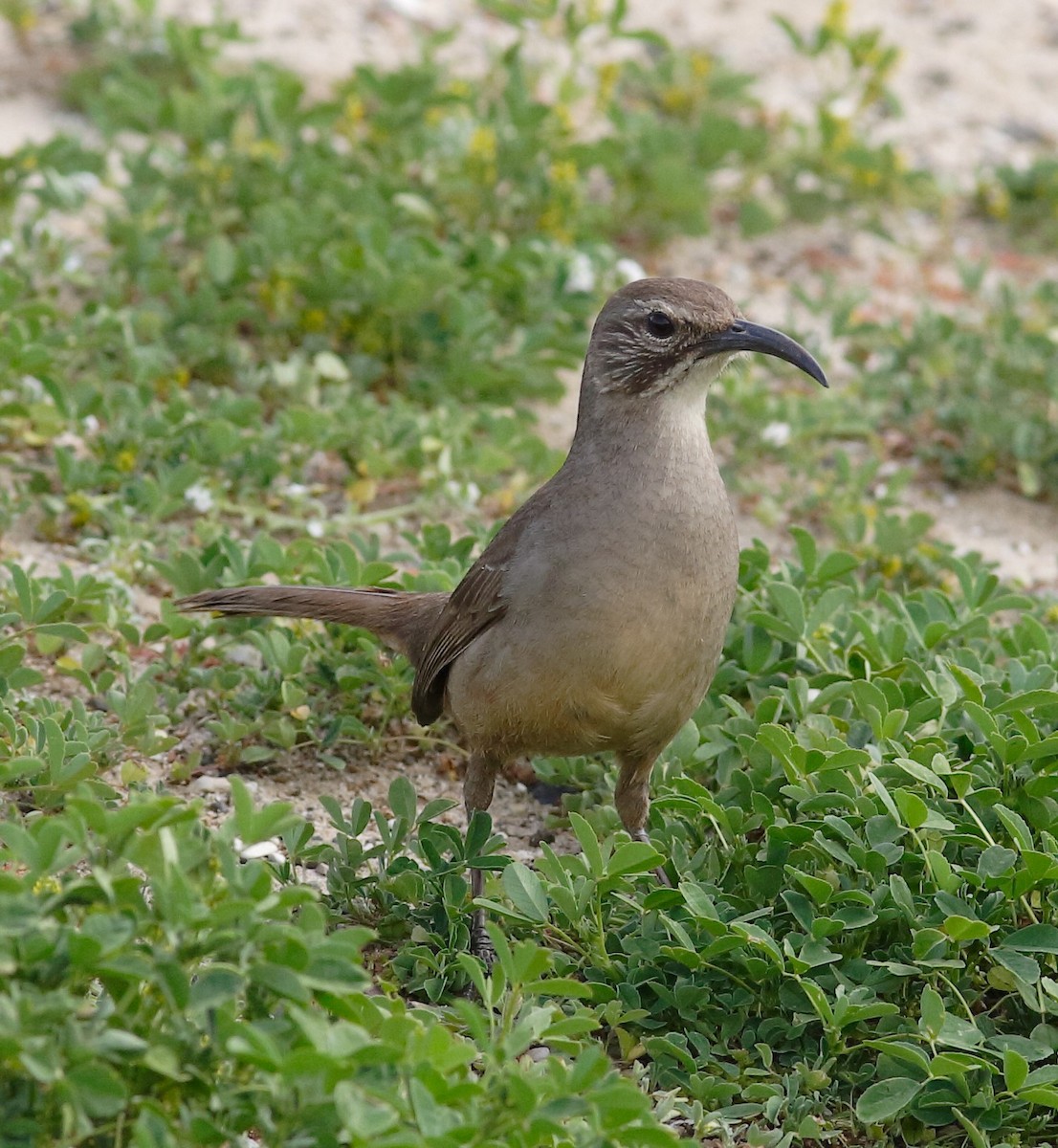 California Thrasher - Matthew Bowman