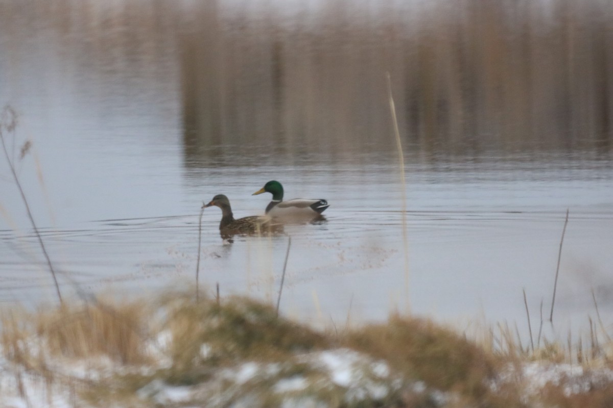 Canard colvert - ML149271101