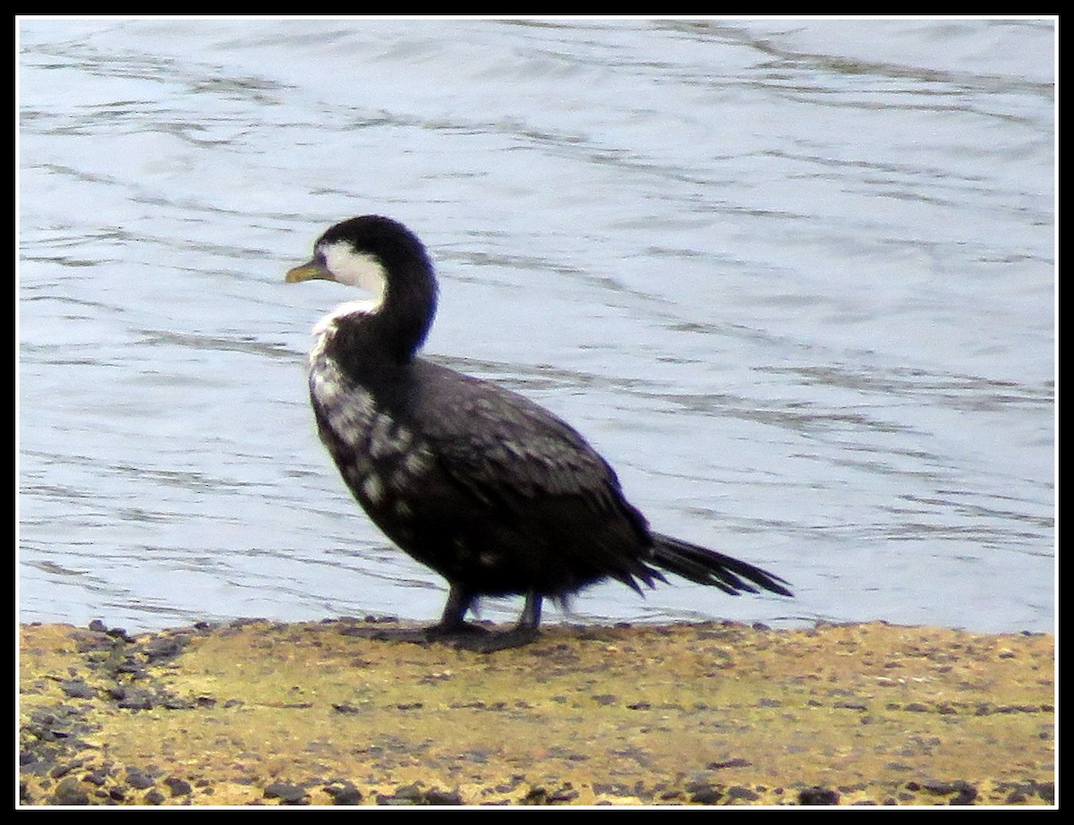 Little Pied Cormorant - ML149271461