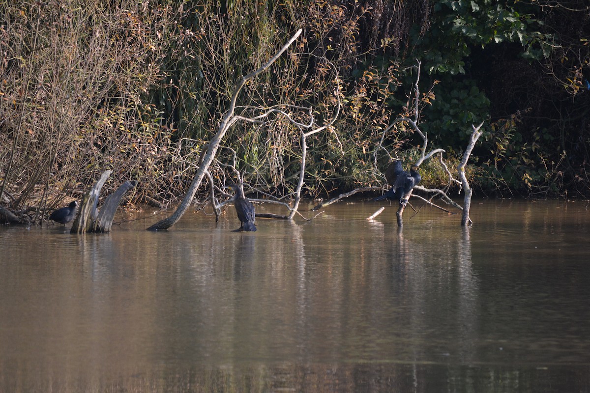 Great Cormorant - ML149271571