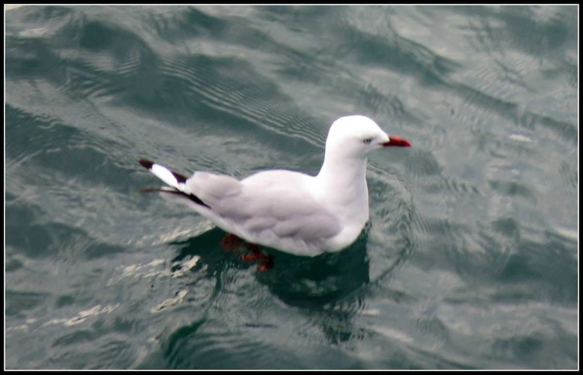 Mouette argentée (scopulinus) - ML149271681