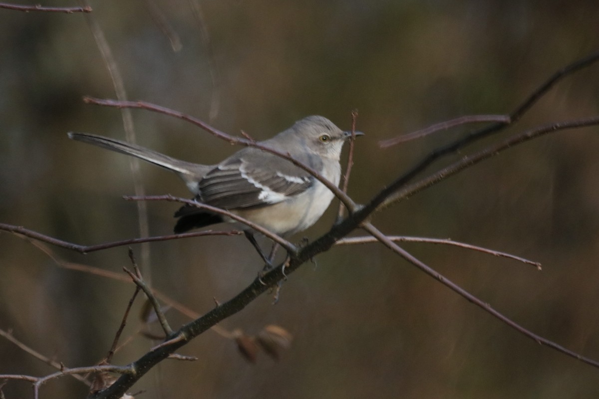 Northern Mockingbird - ML149272731