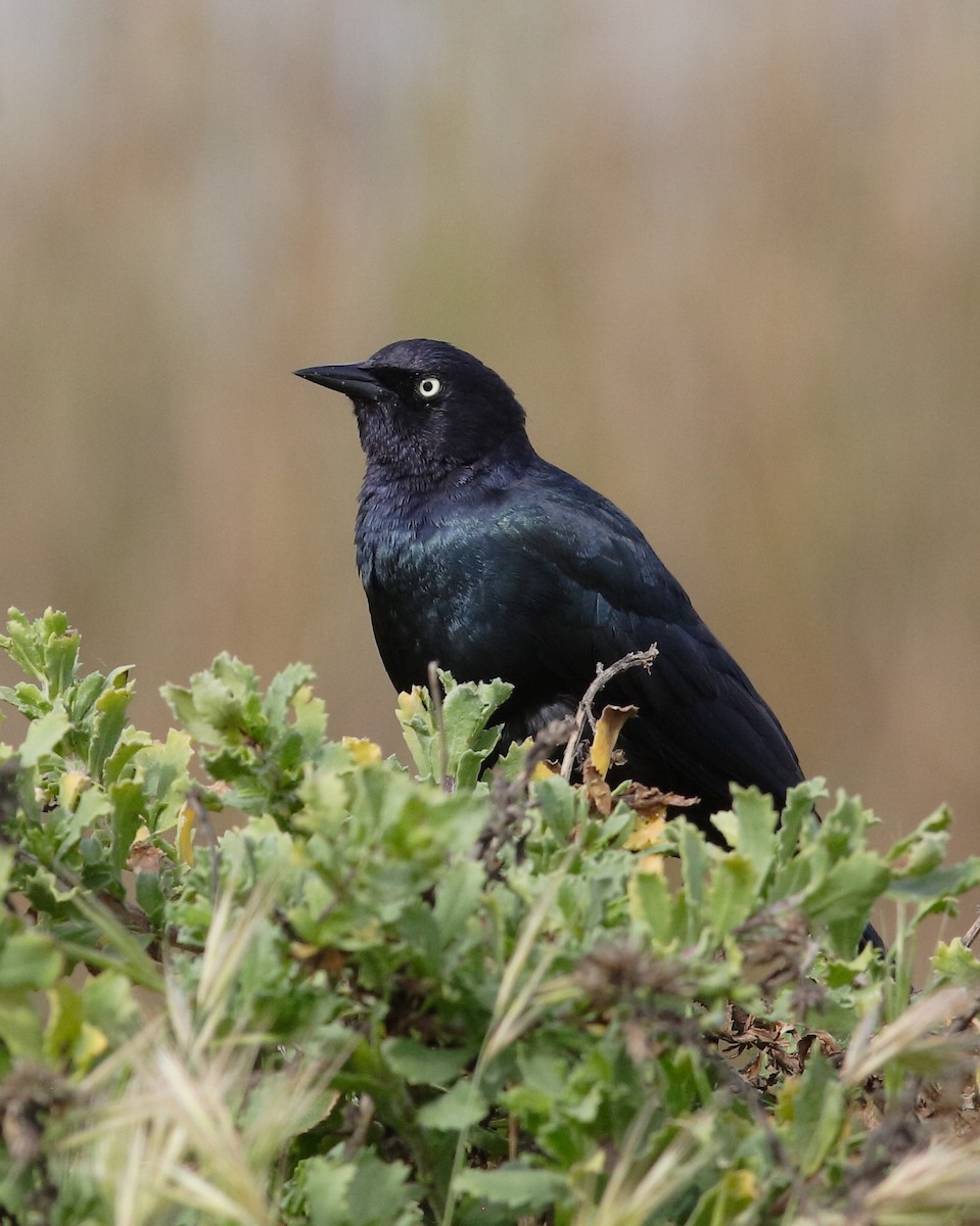 Brewer's Blackbird - ML149273691