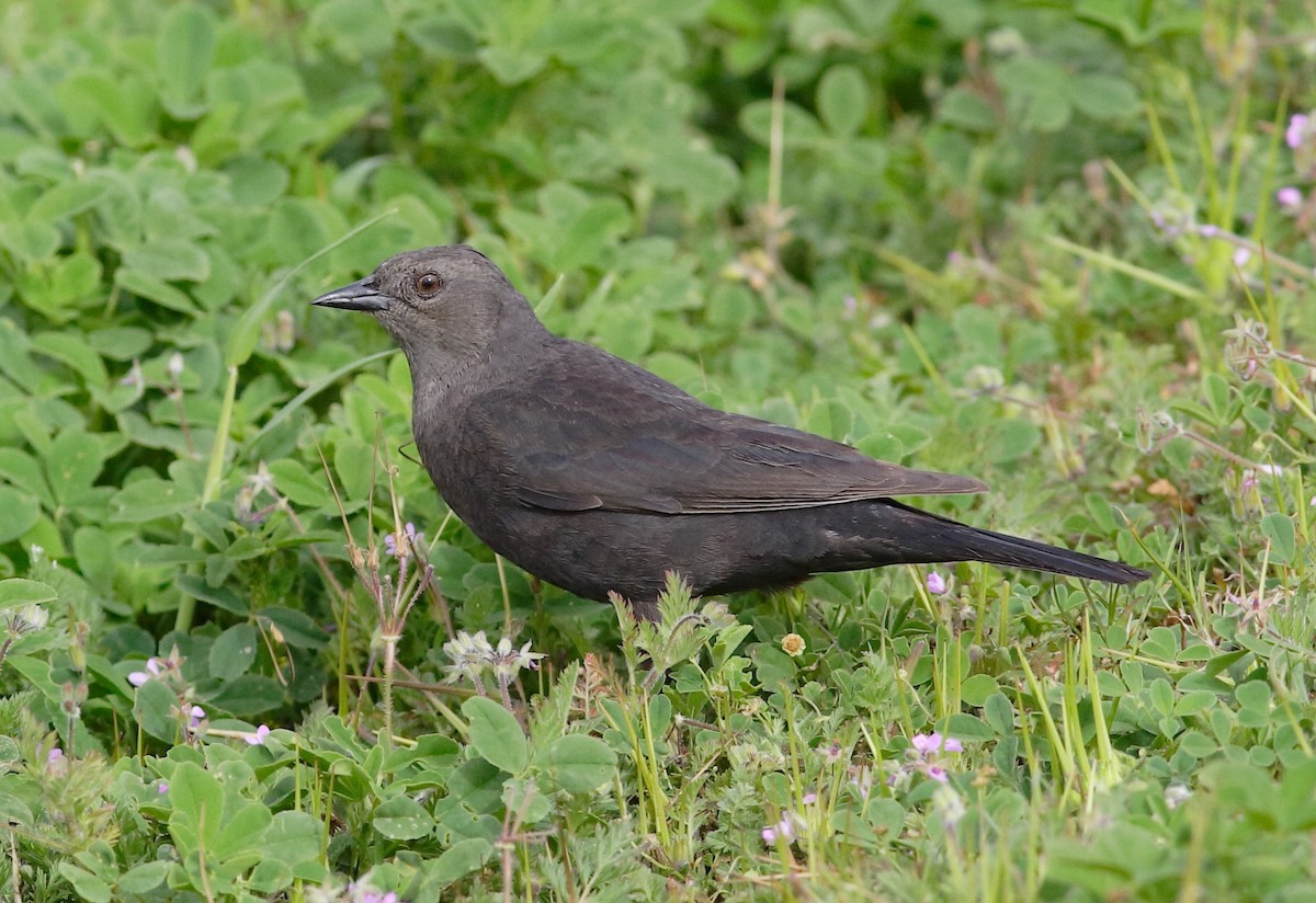 Brewer's Blackbird - ML149273711