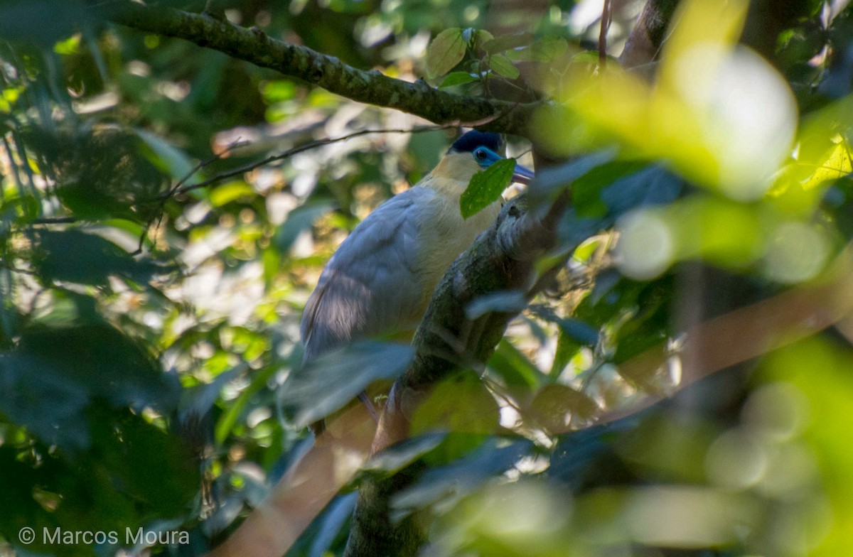 Capped Heron - ML149273801