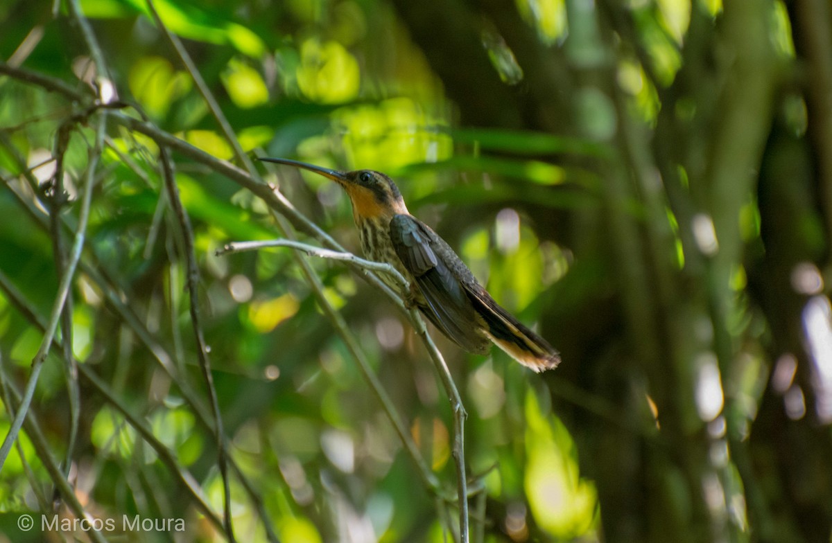 Saw-billed Hermit - ML149273941