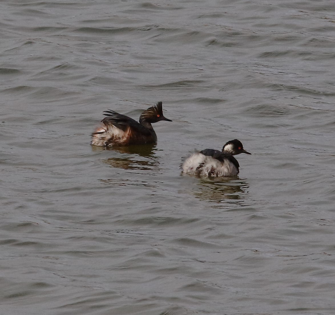 Eared Grebe - ML149274011