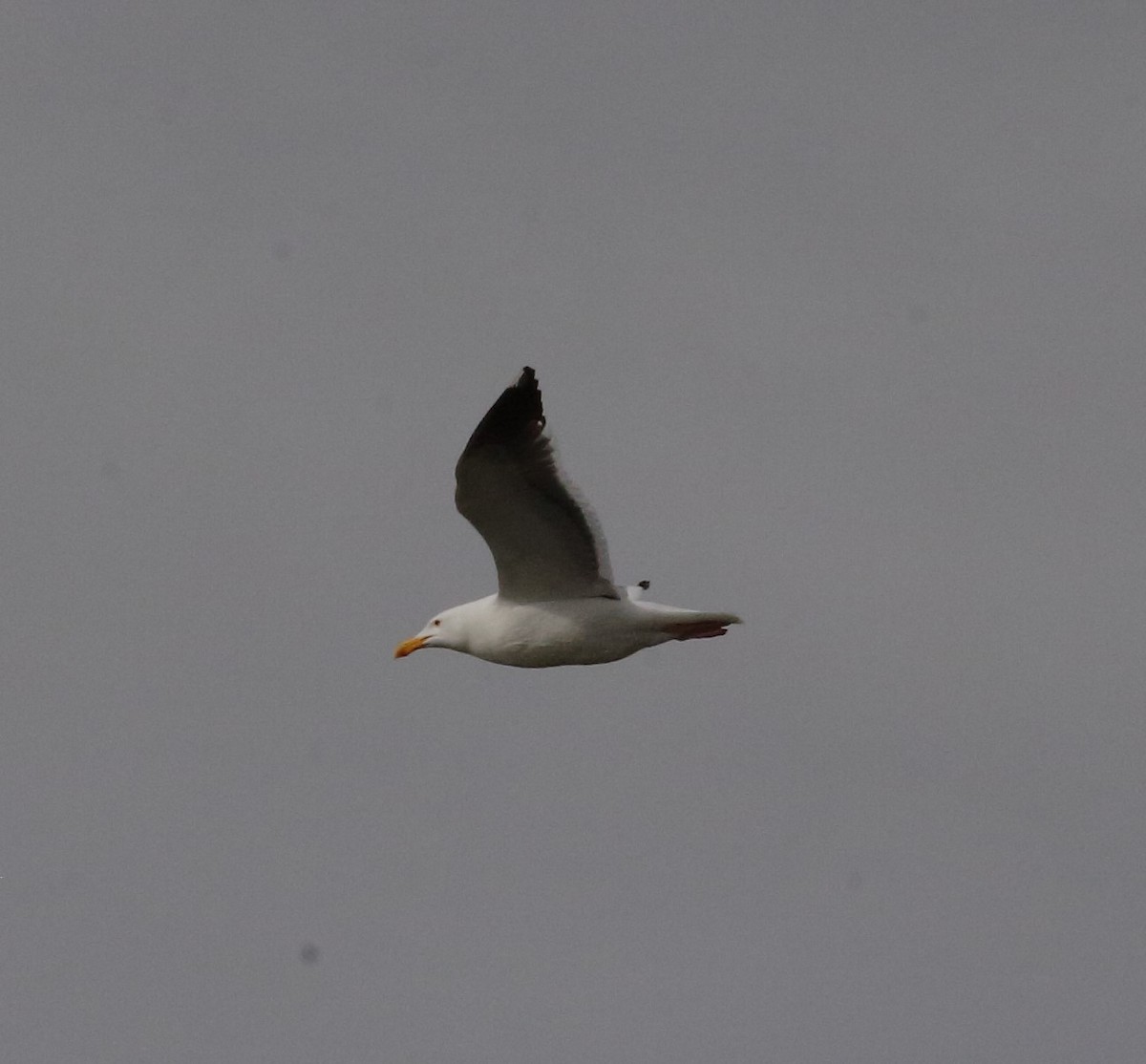 Western Gull - ML149274071