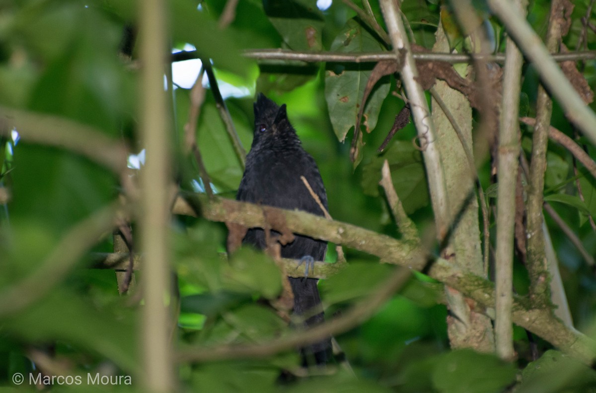 Tufted Antshrike - ML149274171