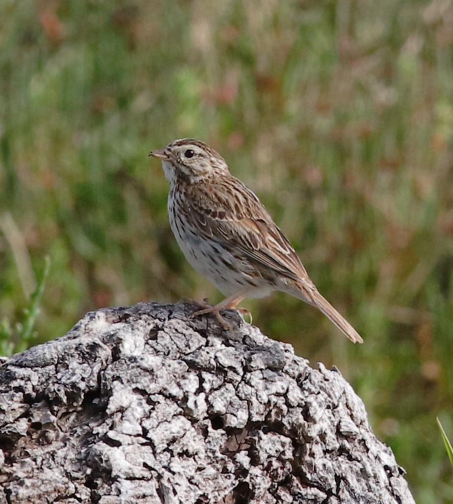 Savannah Sparrow - ML149274181