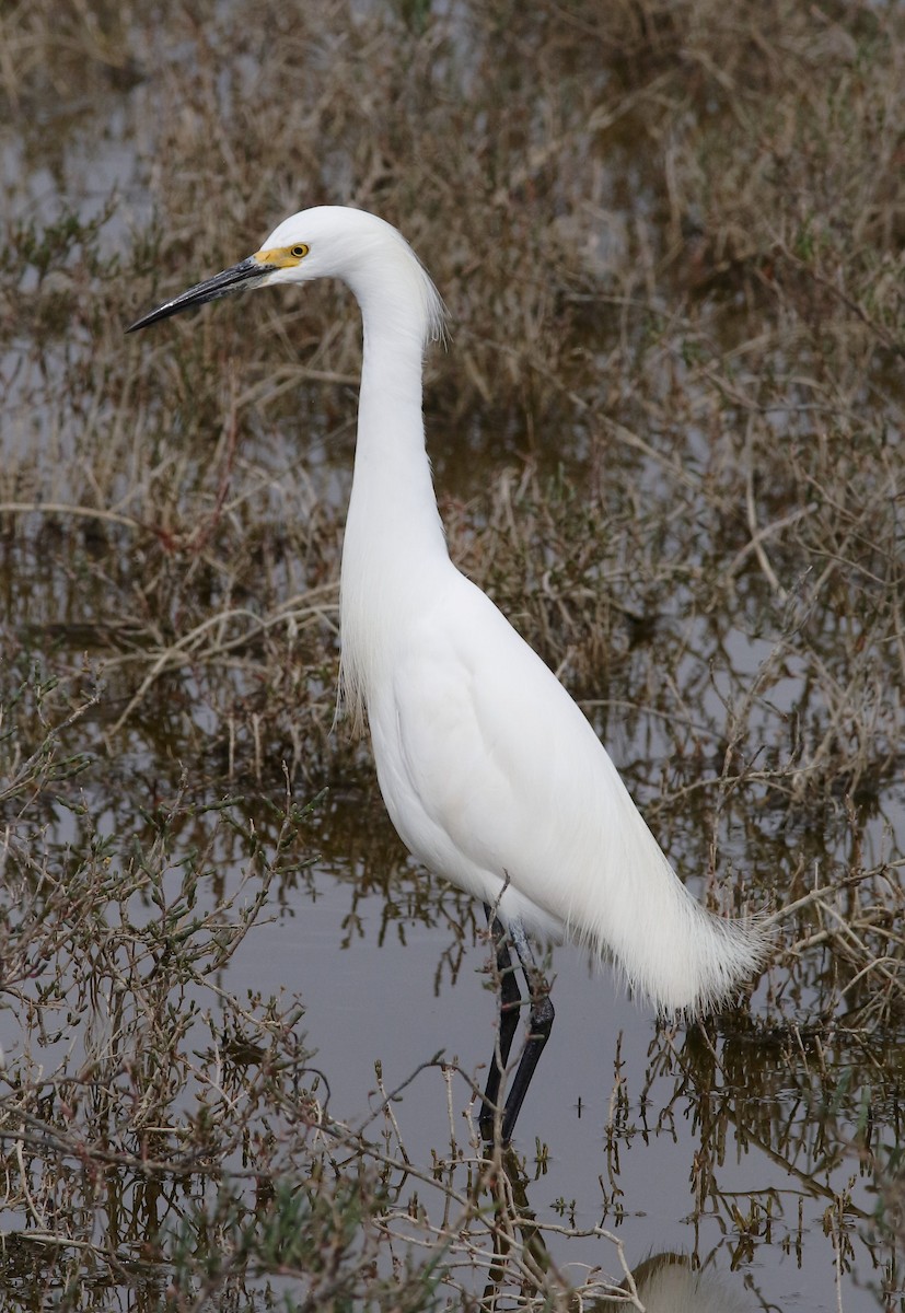 Snowy Egret - ML149274221