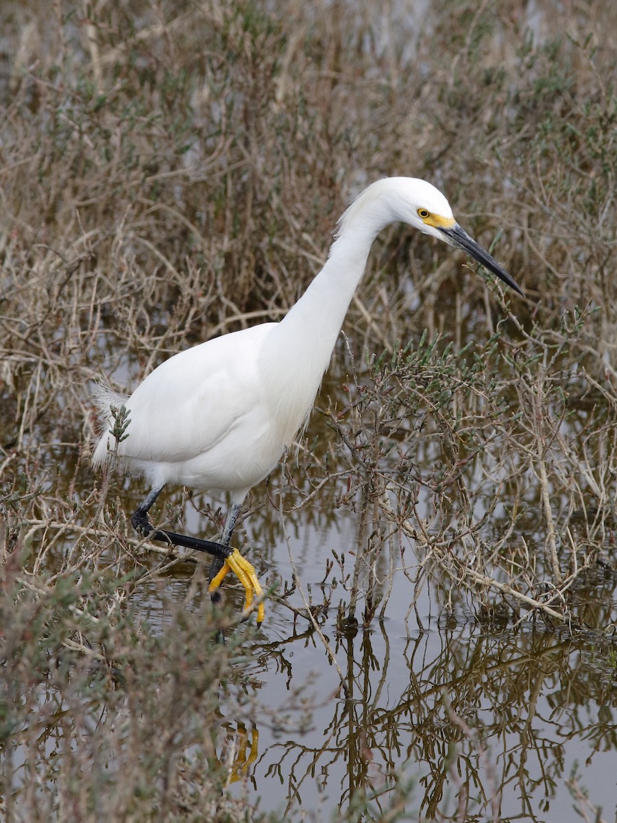 Snowy Egret - ML149274231