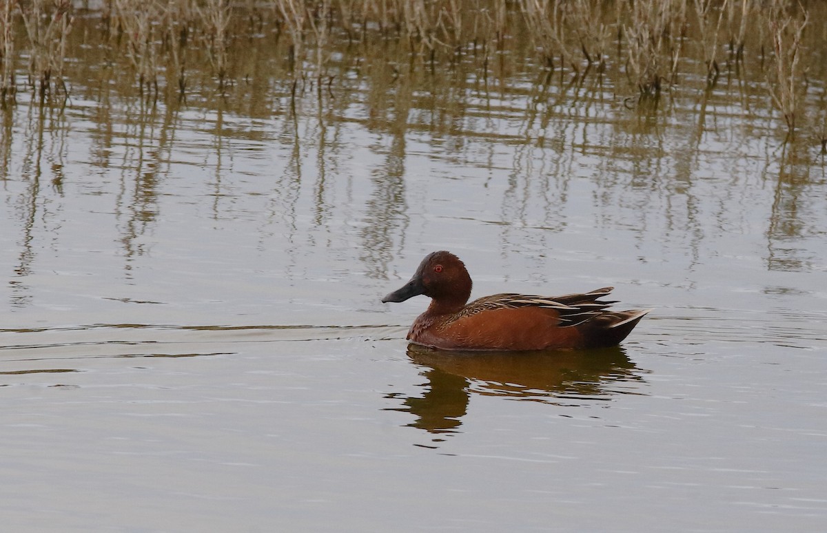 Cinnamon Teal - ML149274401