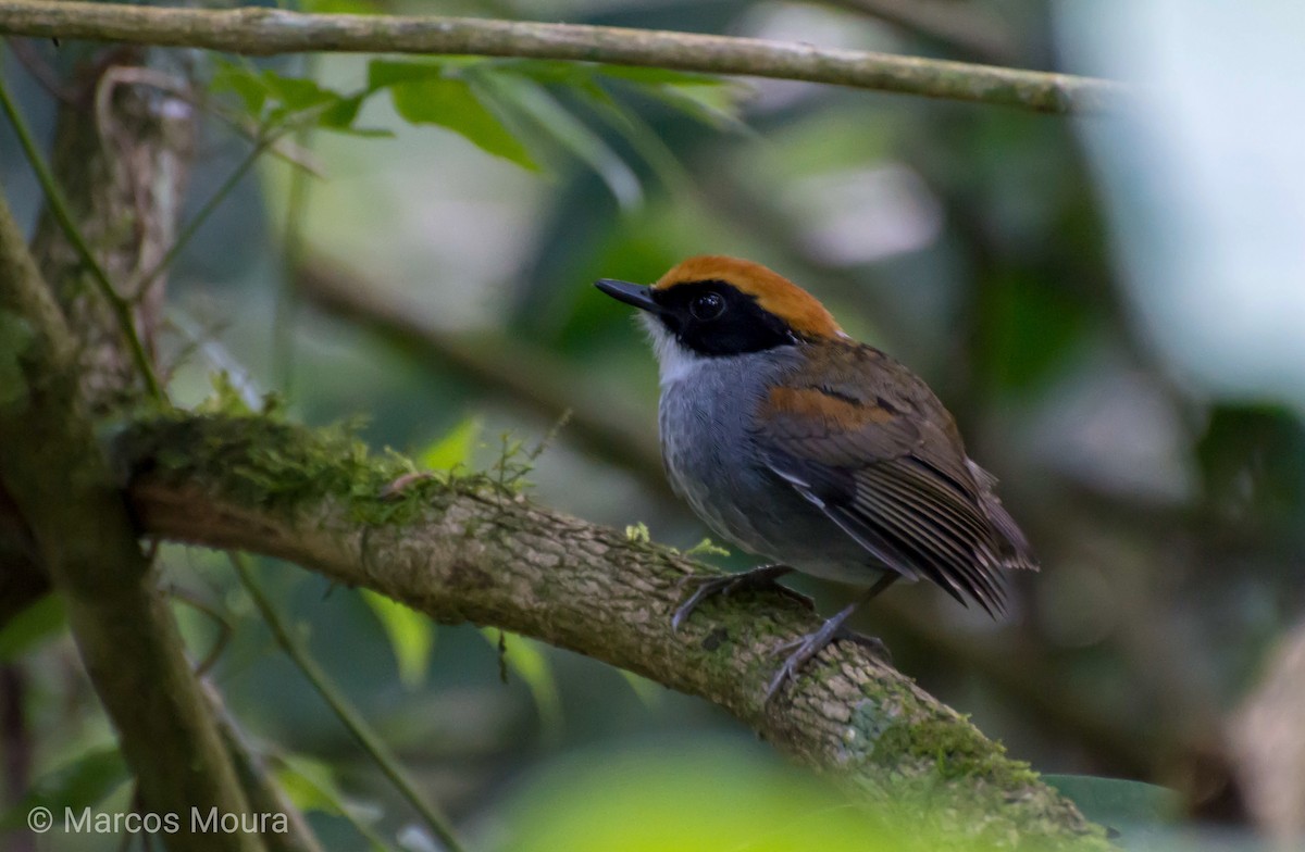 Black-cheeked Gnateater - ML149274961