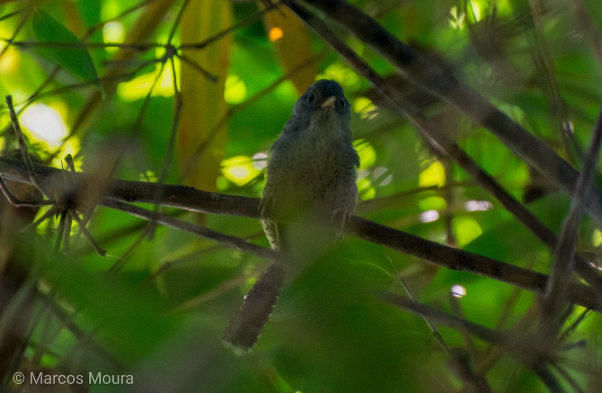 Spotted Bamboowren - ML149275001