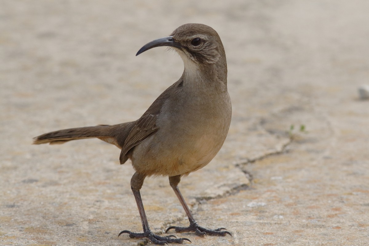 California Thrasher - ML149275241