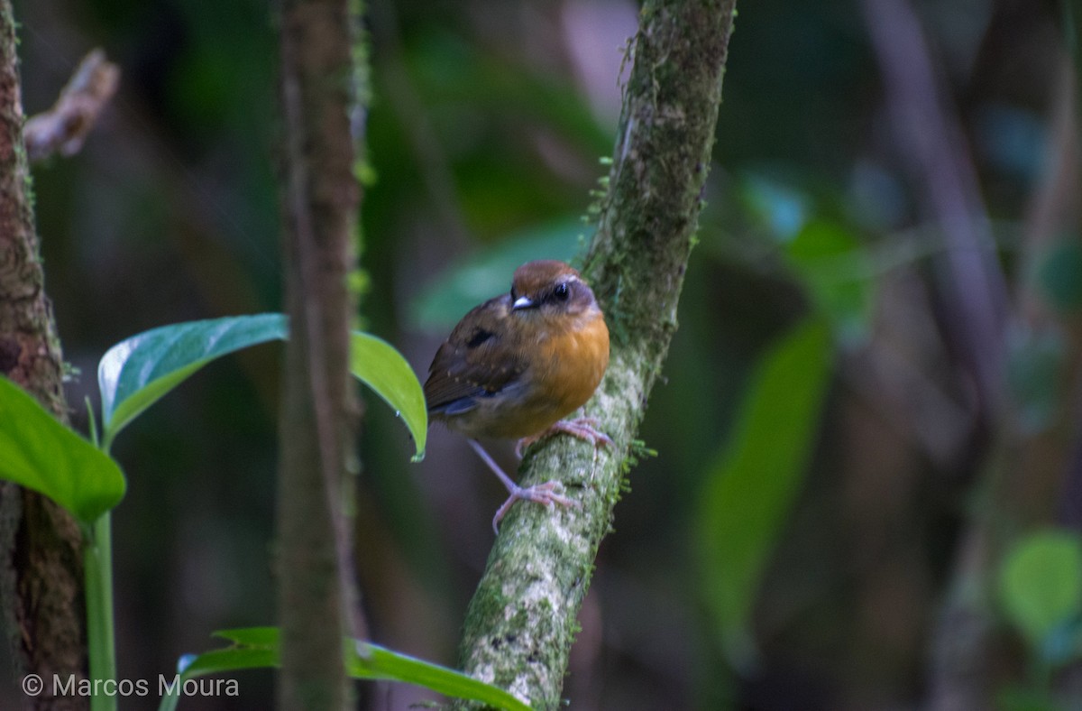 Black-cheeked Gnateater - ML149275301