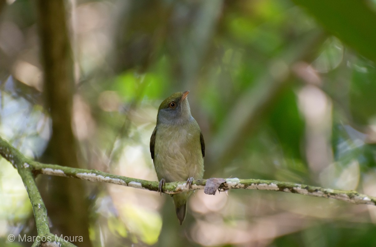 Pin-tailed Manakin - Marcos Moura