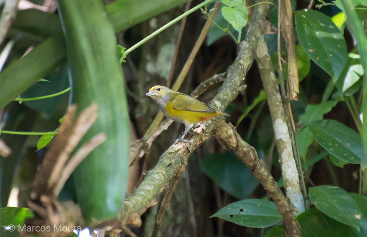 Chestnut-bellied Euphonia - ML149275961