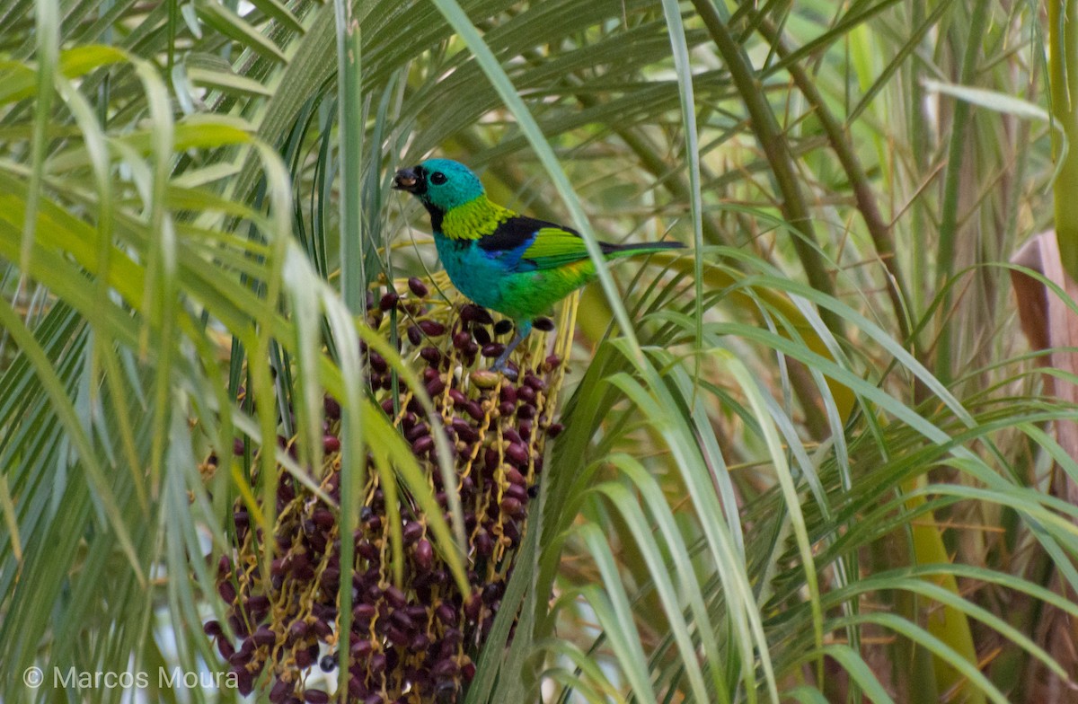 Green-headed Tanager - ML149276101