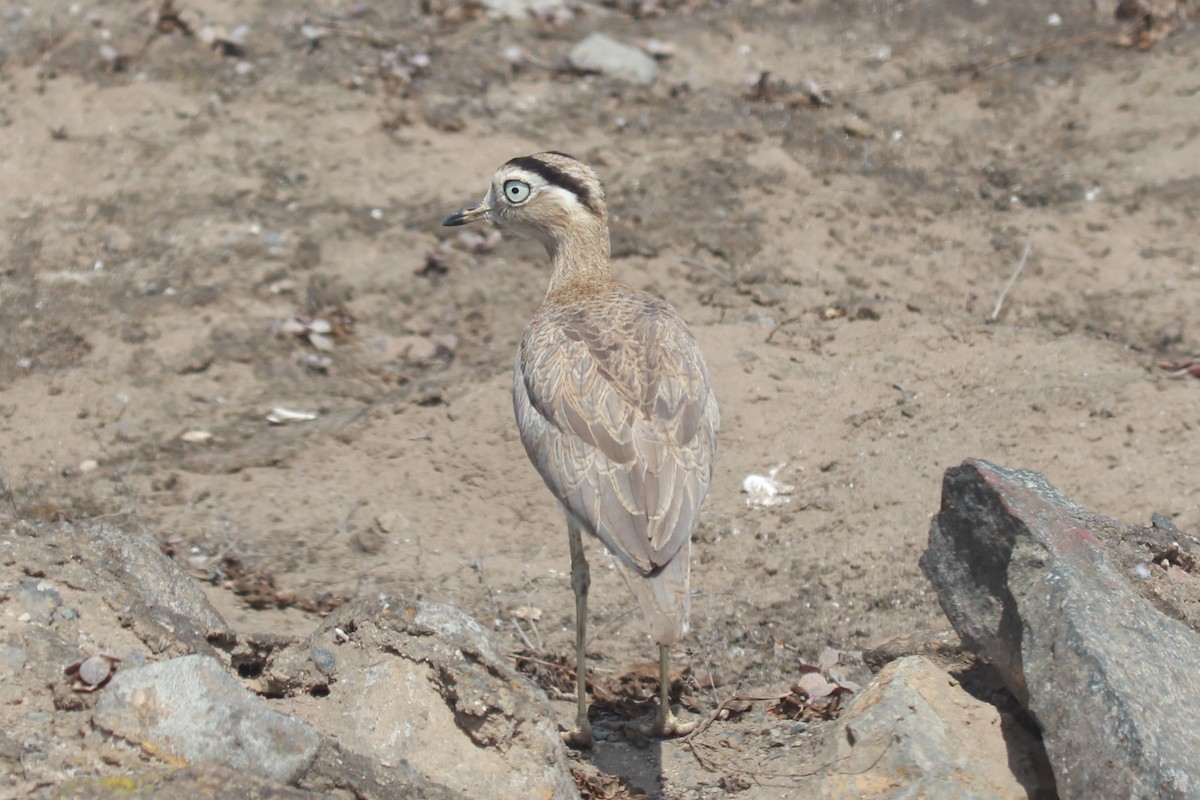 Peruvian Thick-knee - ML149276421