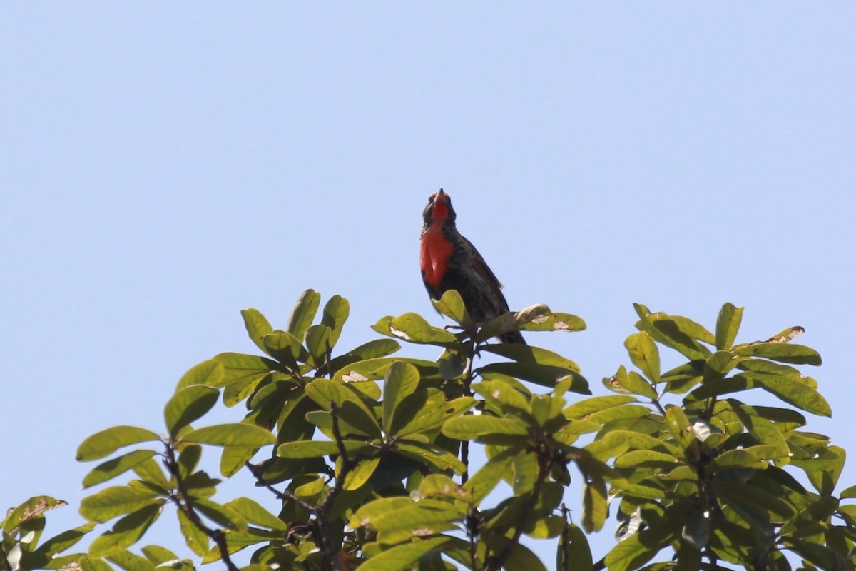 Peruvian Meadowlark - ML149276911