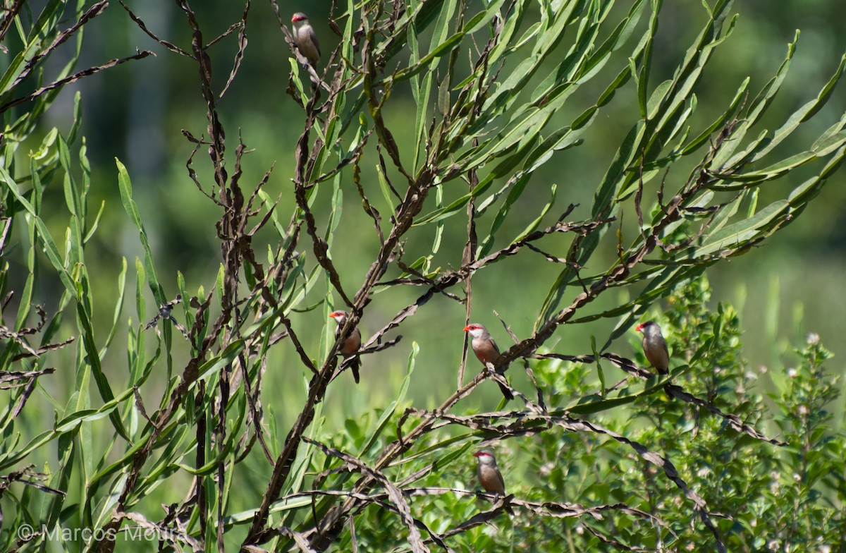 Common Waxbill - ML149277051