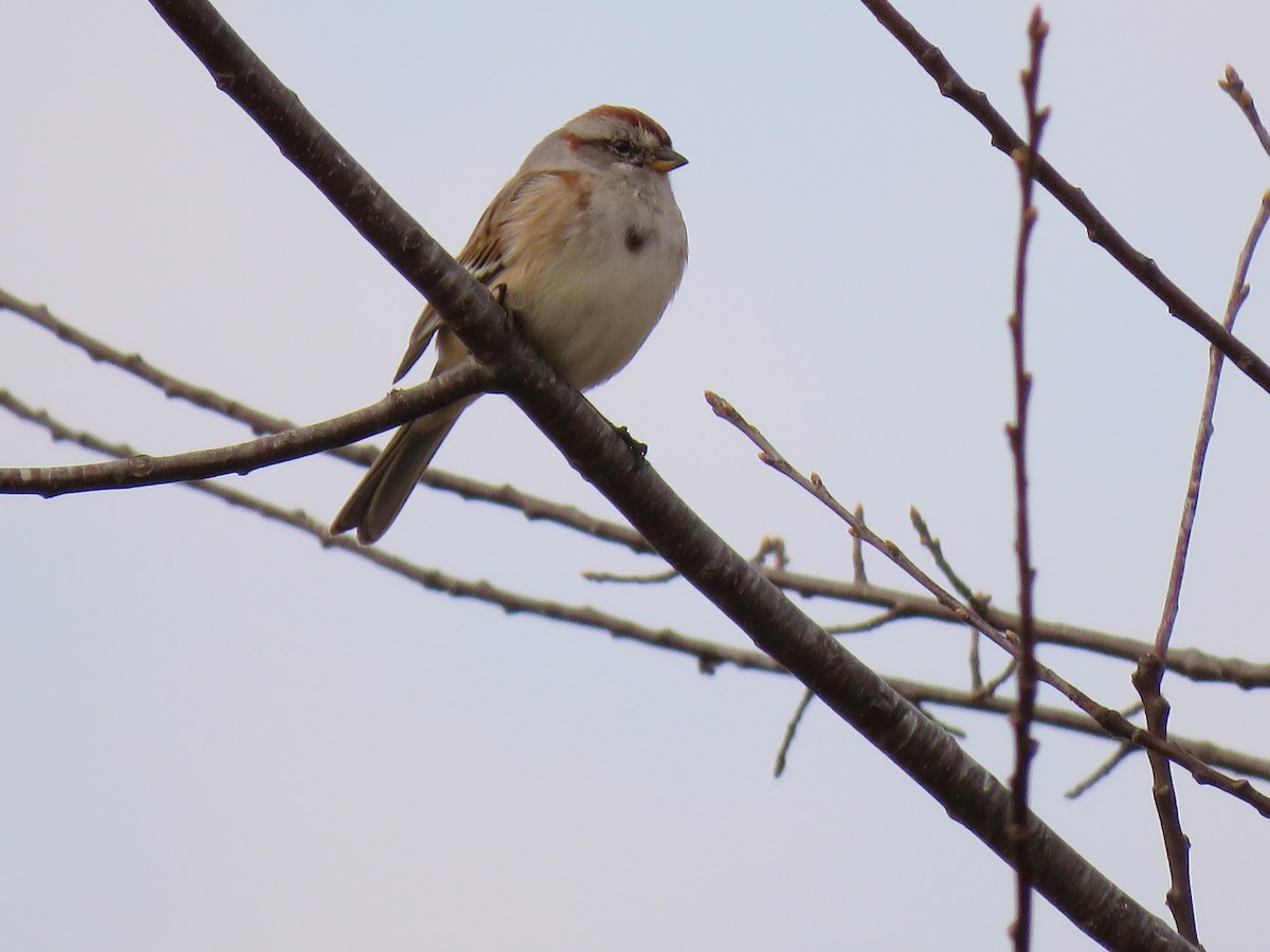 American Tree Sparrow - ML149277231