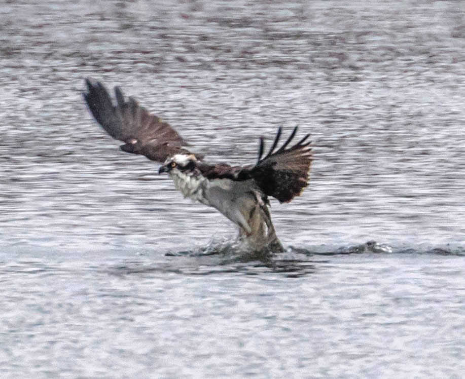 Balbuzard pêcheur - ML149277661