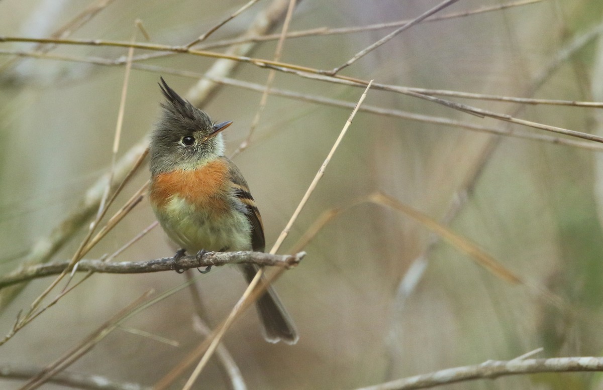 Belted Flycatcher - ML149277791