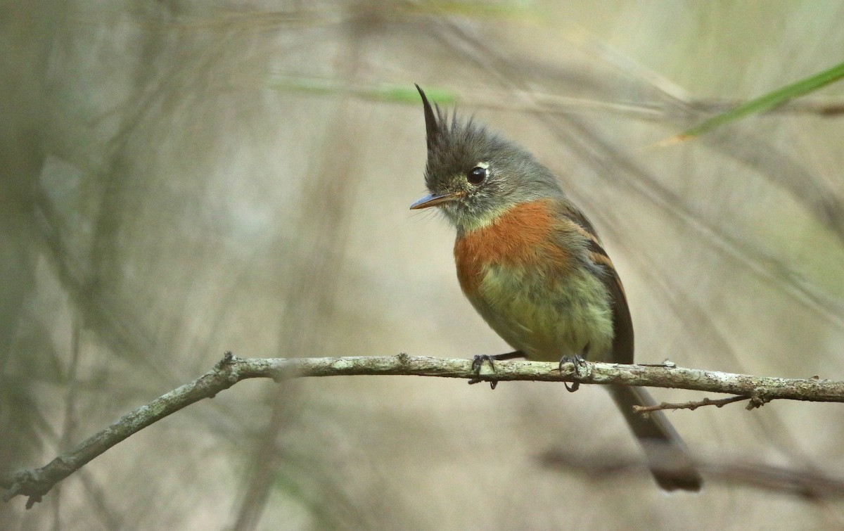 Belted Flycatcher - ML149278021