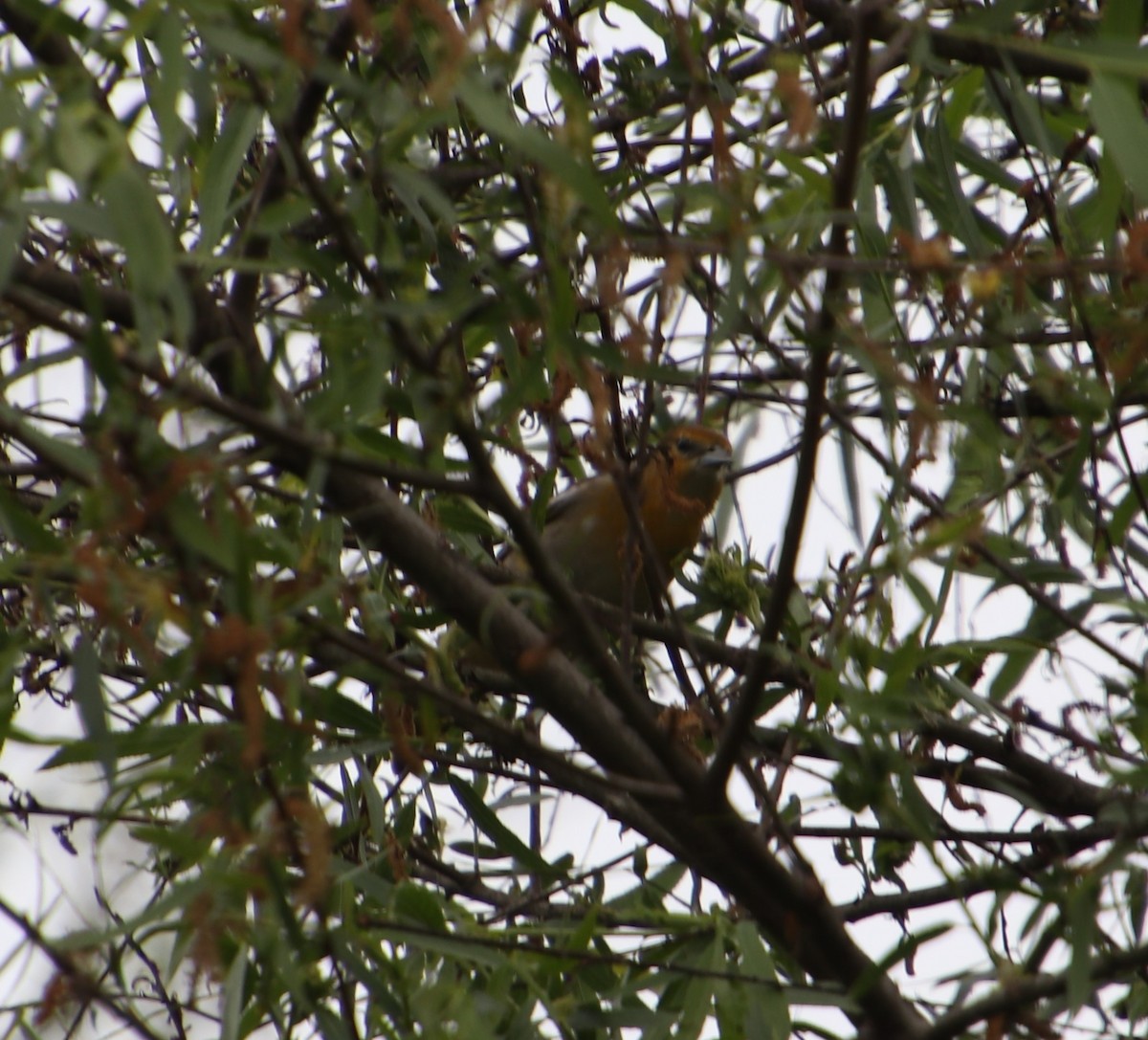 Bullock's Oriole - Cindy P