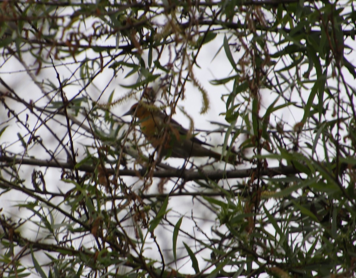 Bullock's Oriole - Cindy P