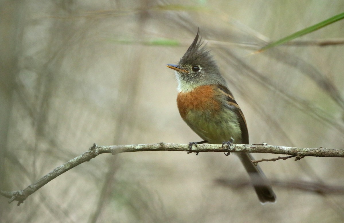 Belted Flycatcher - ML149278161