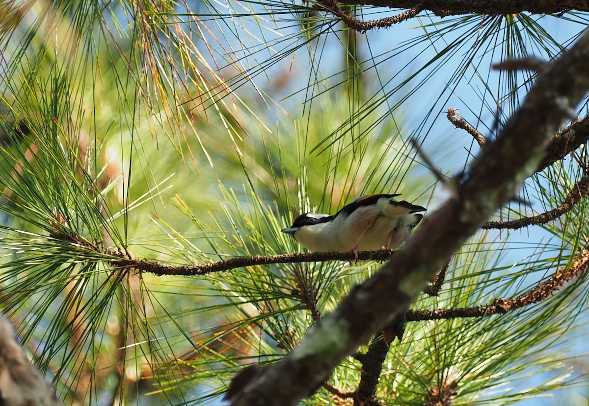 White-browed Shrike-Babbler (Dalatwürgervireo) - ML149280481