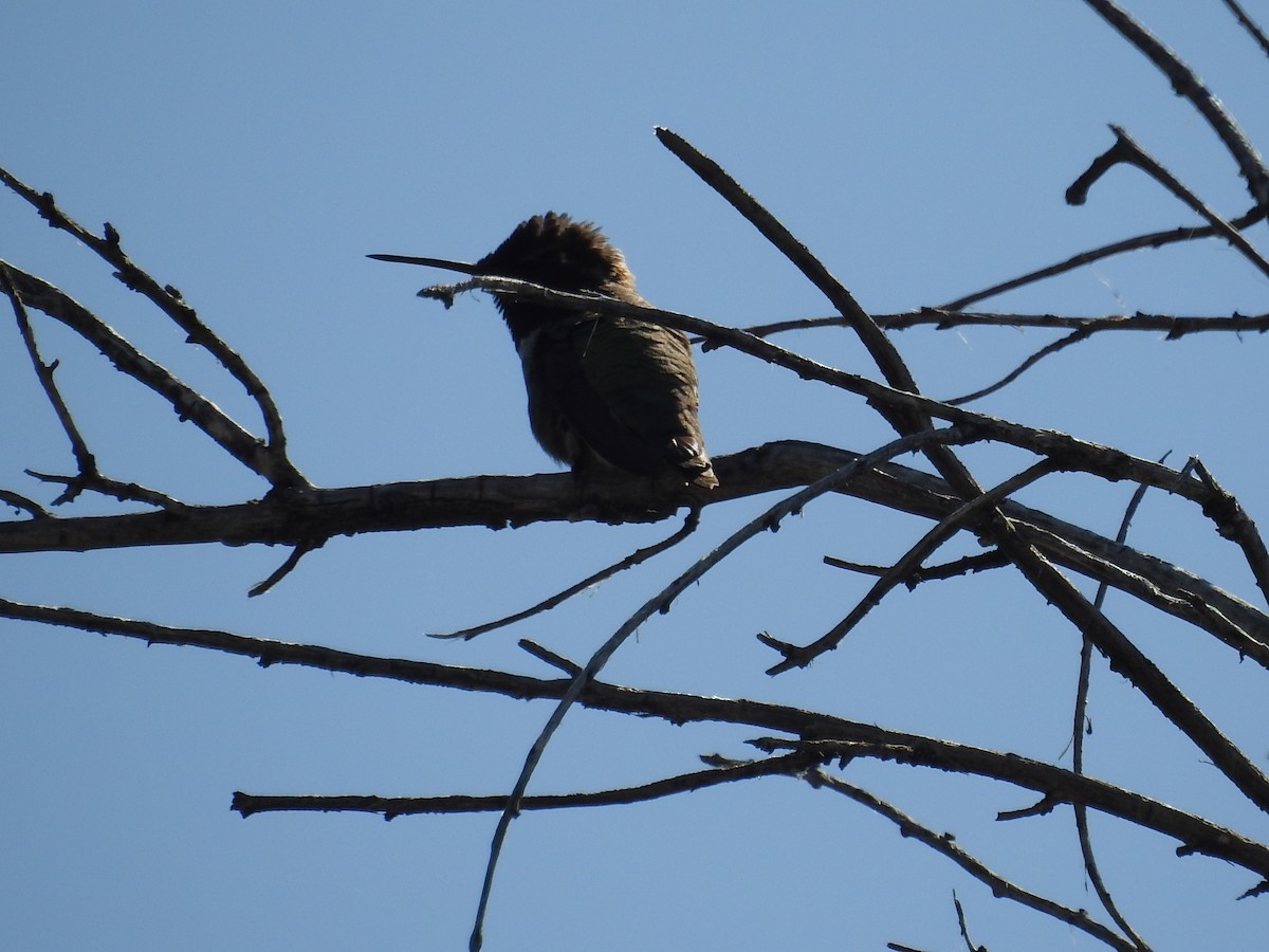 Costa's Hummingbird - ML149280551
