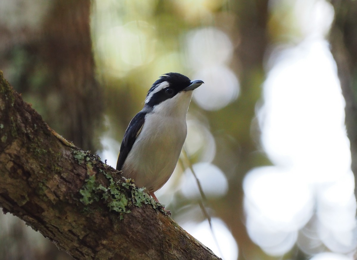 White-browed Shrike-Babbler (Dalatwürgervireo) - ML149280611