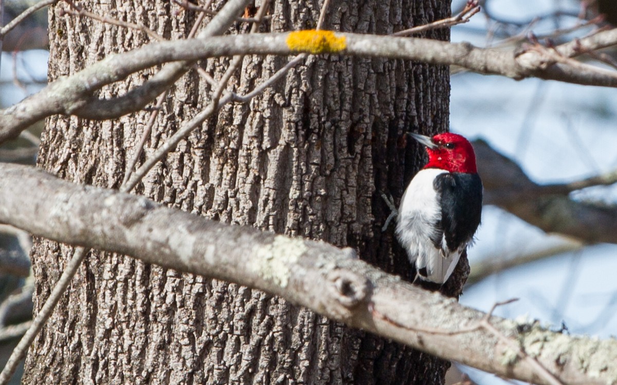 Red-headed Woodpecker - Fyn Kynd