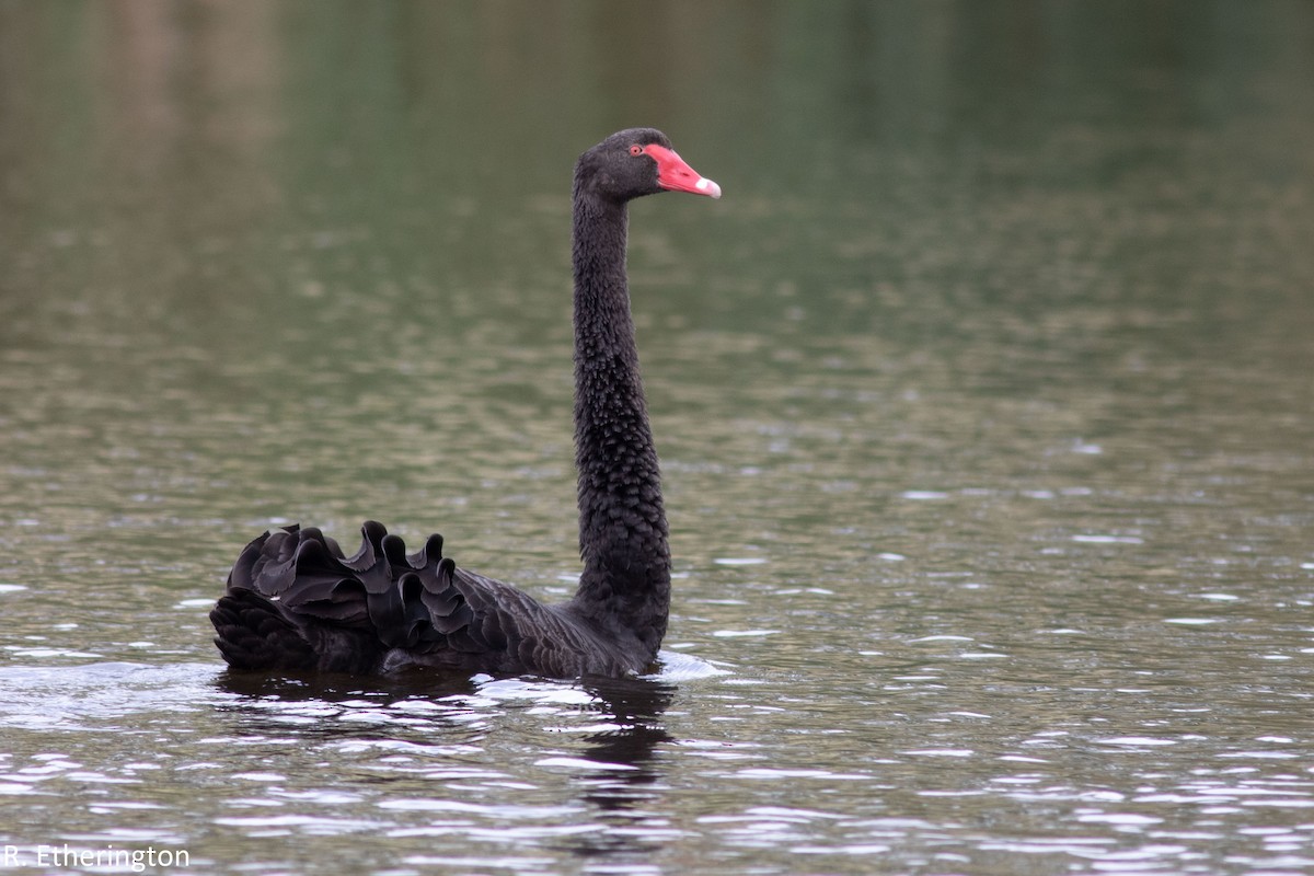 Black Swan - ML149281631
