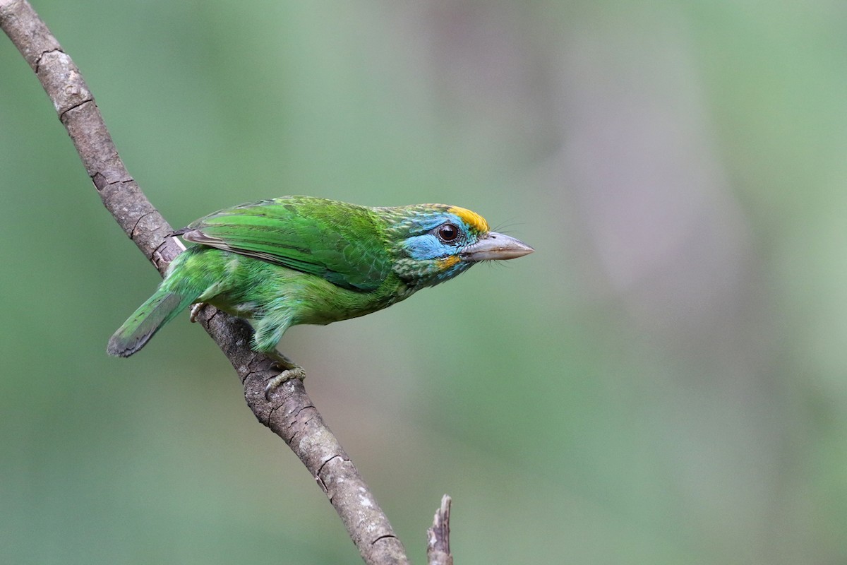 ML149282271 - Yellow-fronted Barbet - Macaulay Library