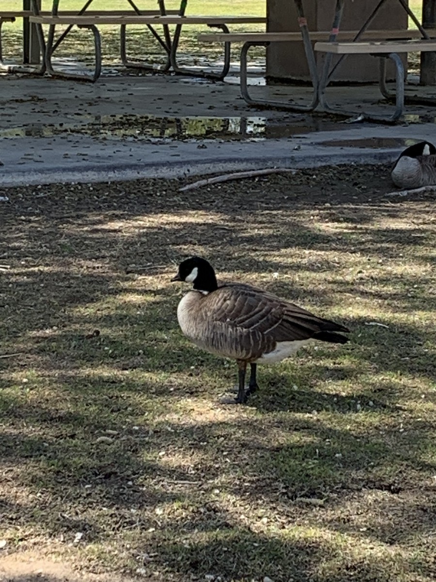 Cackling Goose (Aleutian) - Zane Marshall