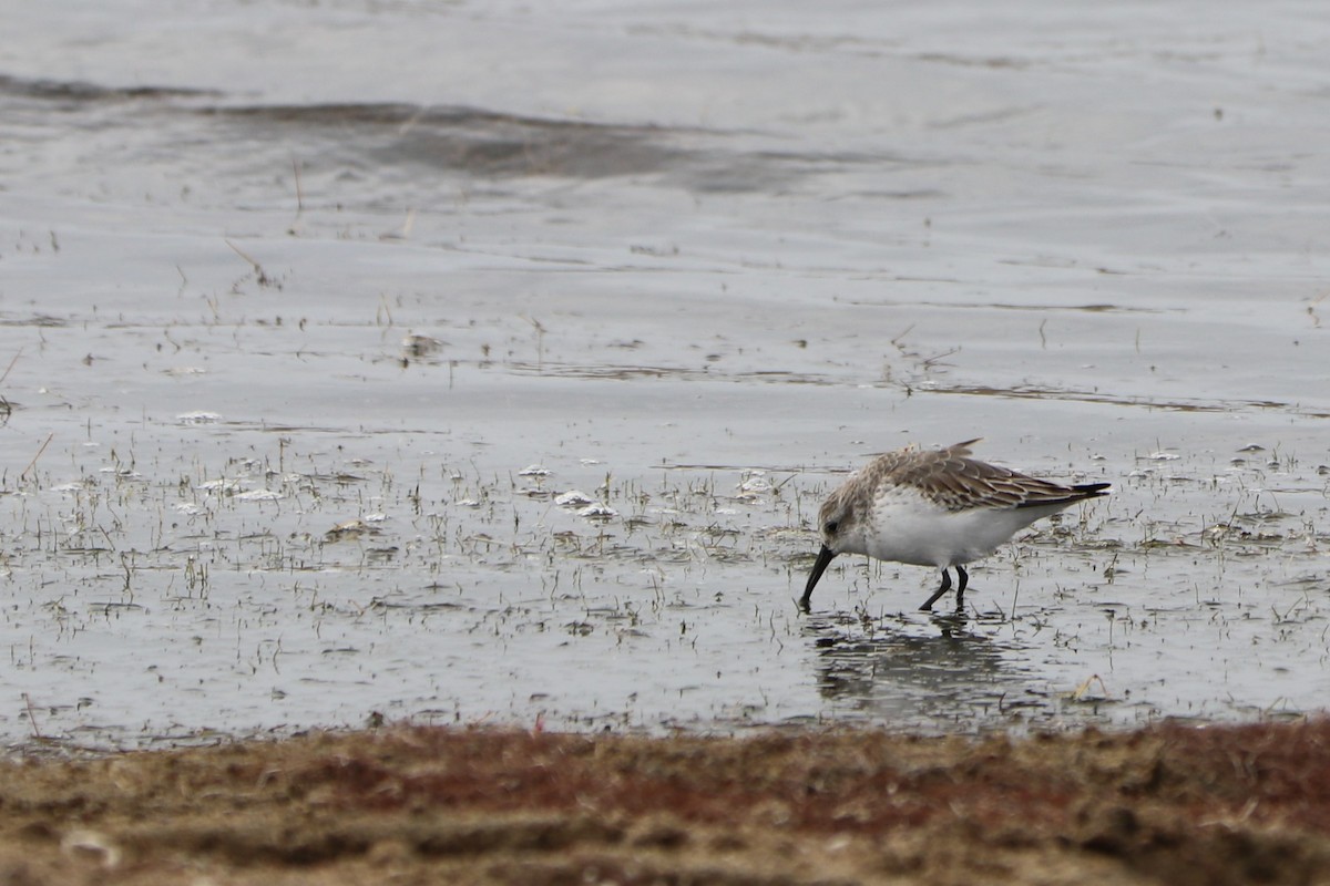 Western Sandpiper - Sara Masuda