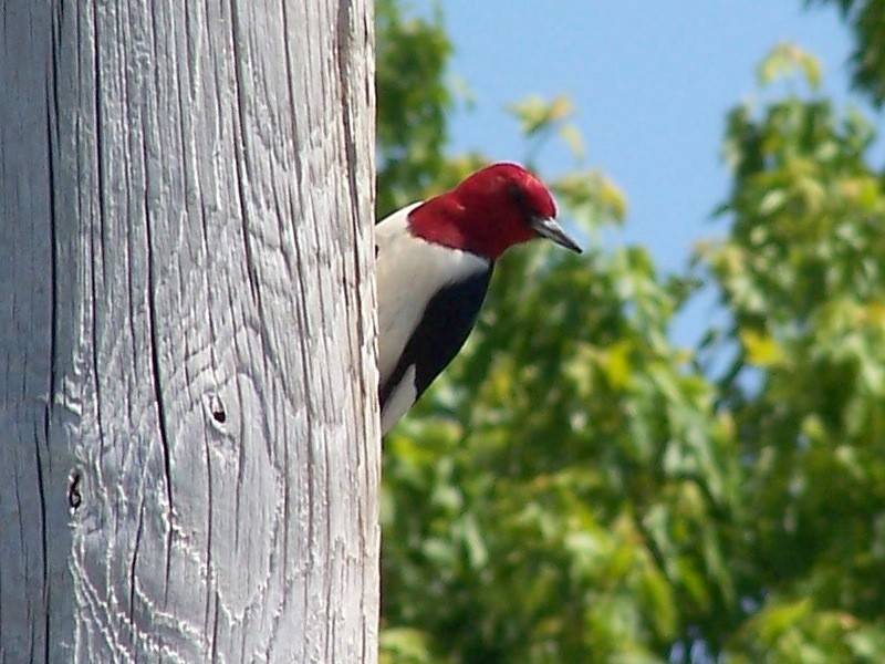 Red-headed Woodpecker - ML149284731