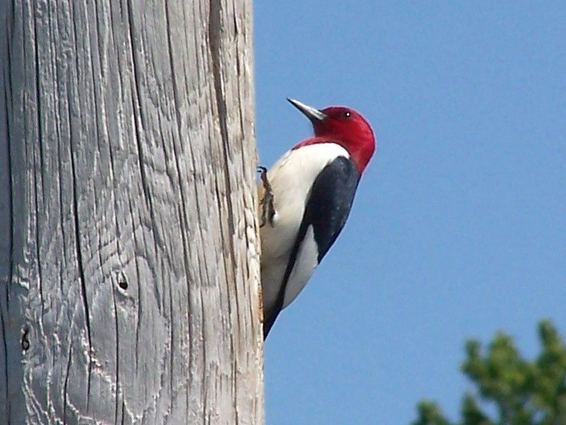 Red-headed Woodpecker - ML149284741