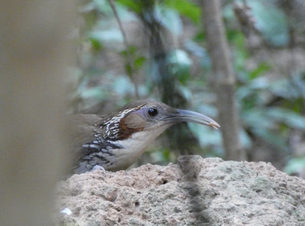 Large Scimitar-Babbler - Christopher Rustay