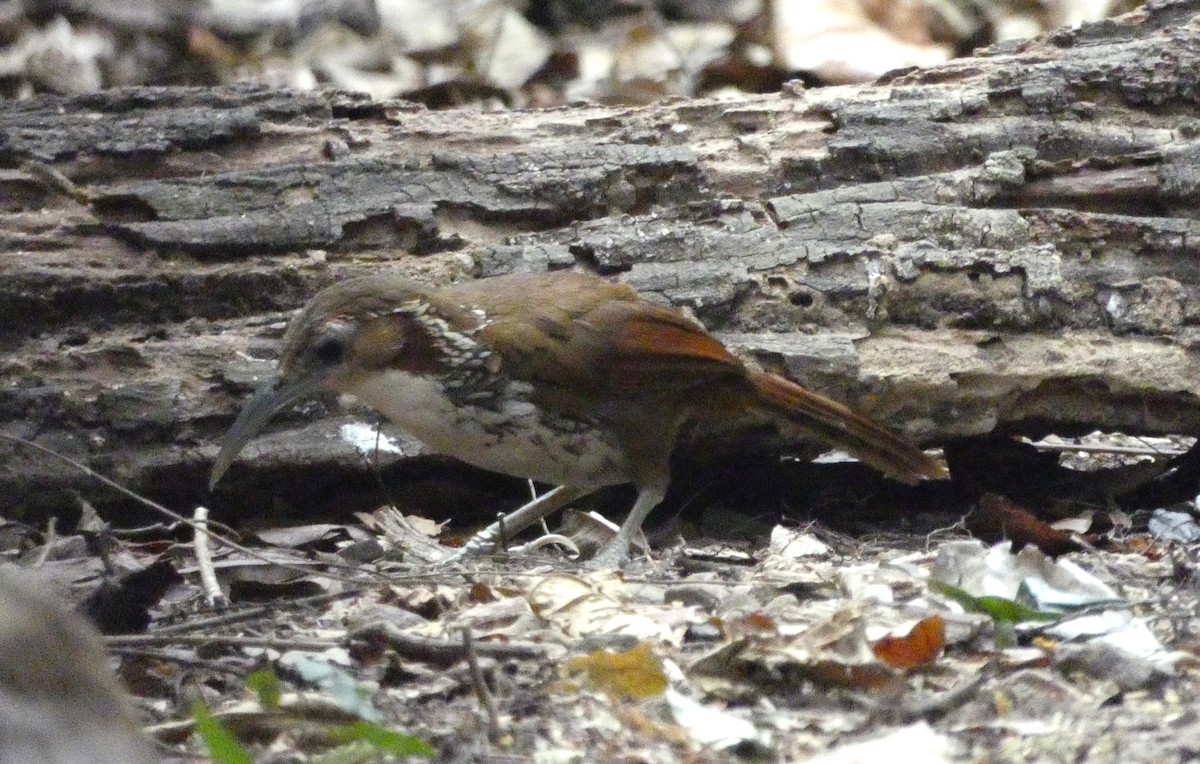 Large Scimitar-Babbler - ML149291931