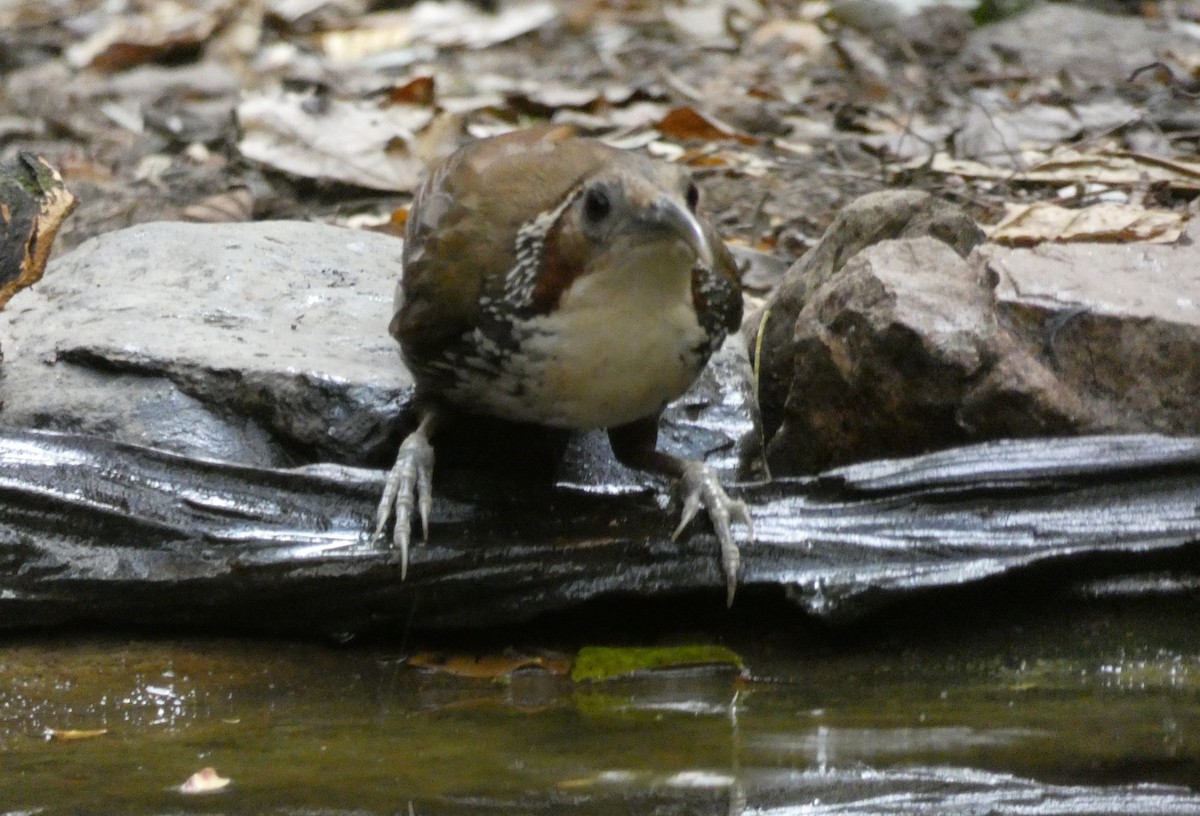 Large Scimitar-Babbler - ML149291951