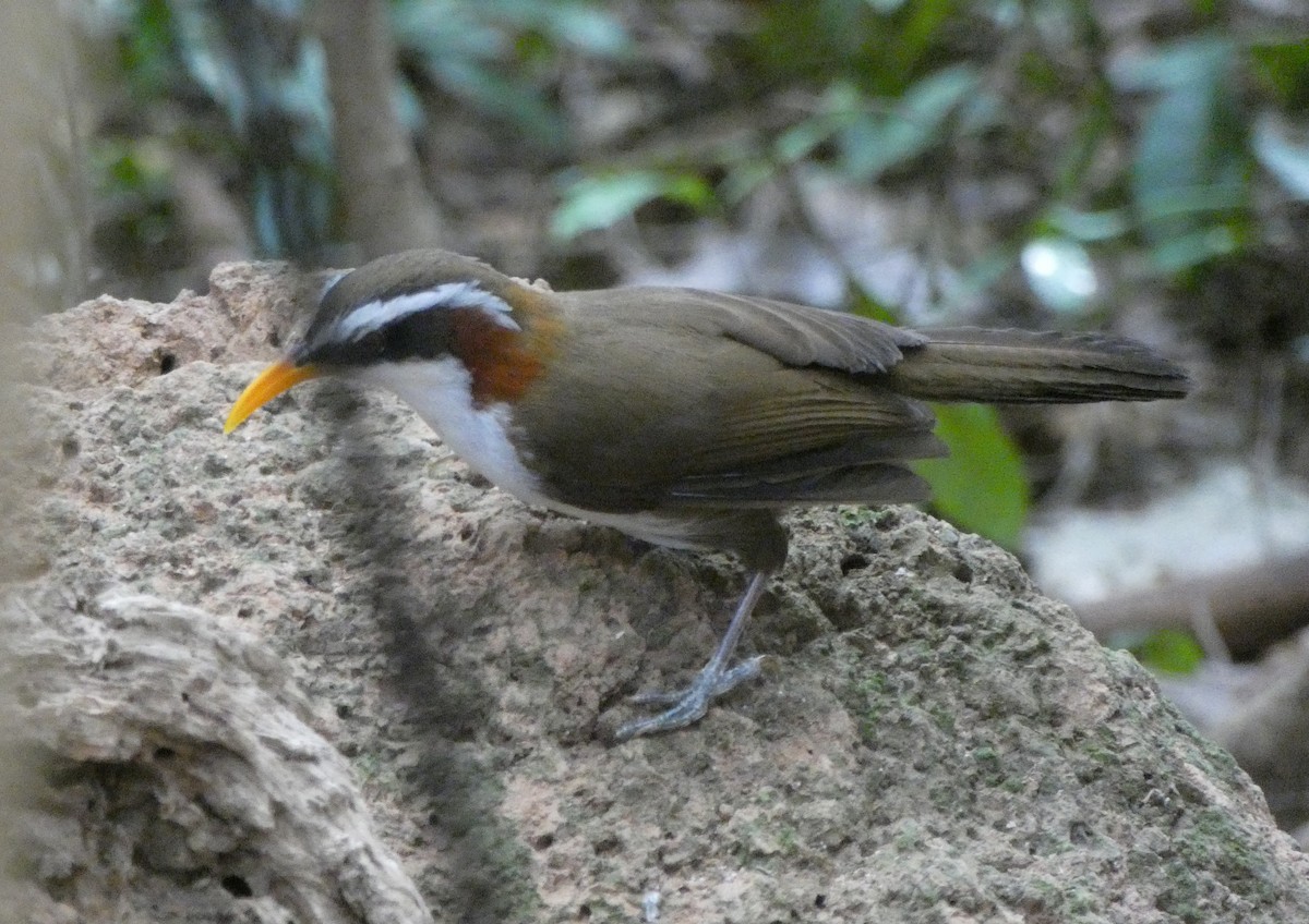 White-browed Scimitar-Babbler - ML149291961