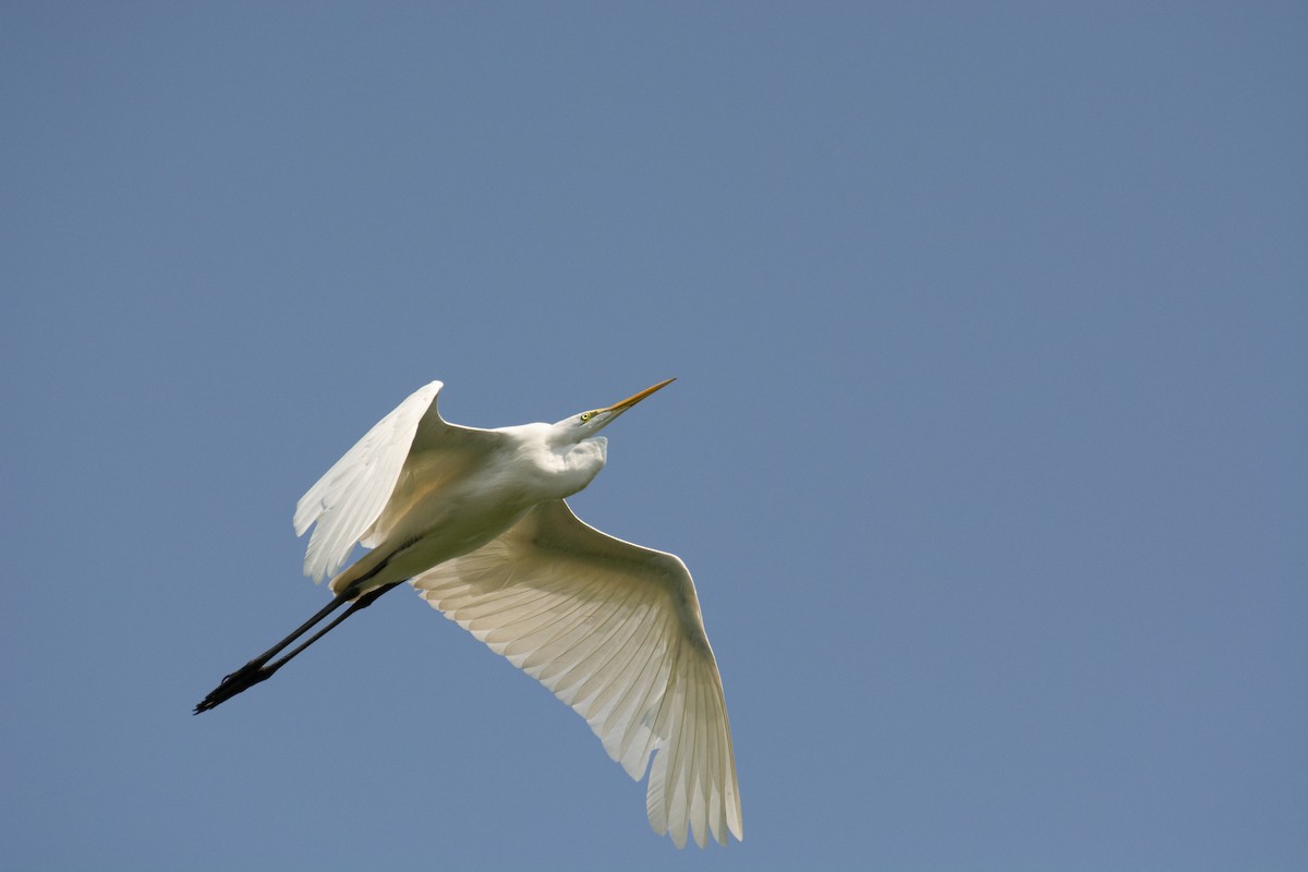 Great Egret - ML149292631